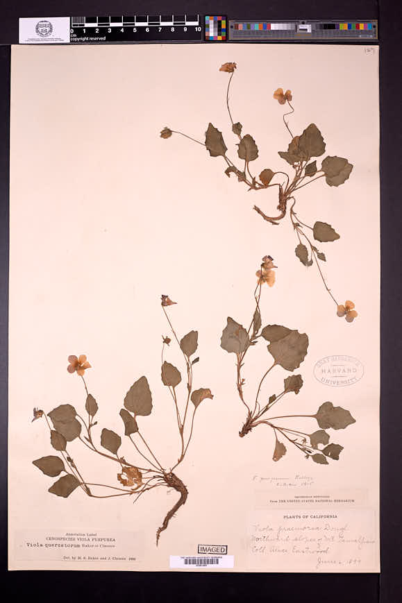 Viola purpurea subsp. quercetorum image