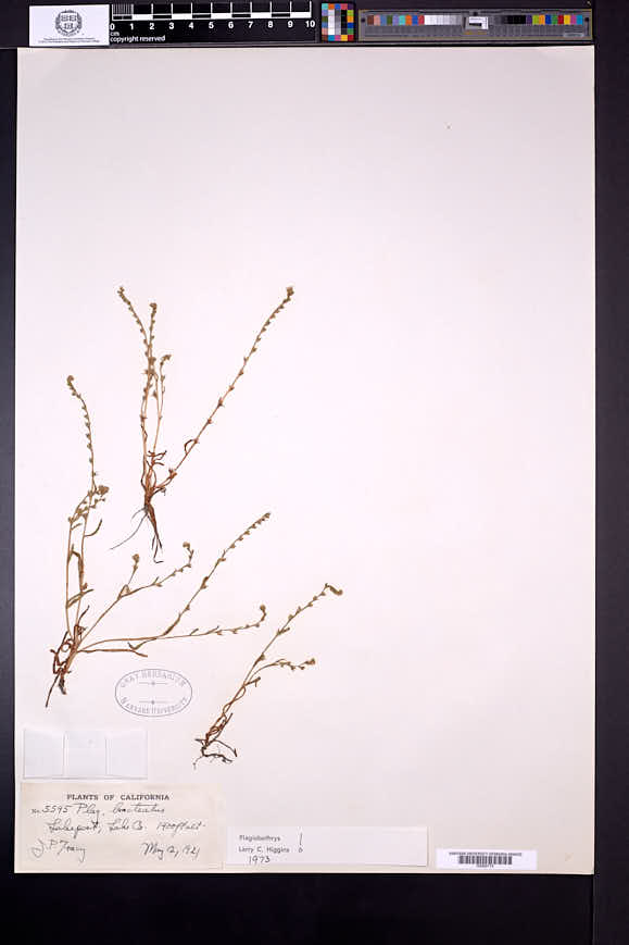 Plagiobothrys bracteatus image