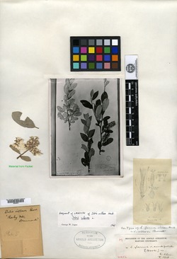 Salix villosa image
