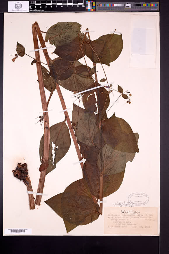 Mertensia platyphylla image