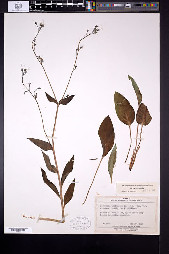 Mertensia paniculata var. alaskana image
