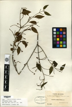 Struthanthus nudipes image