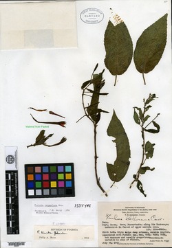 Fuchsia vargasiana image