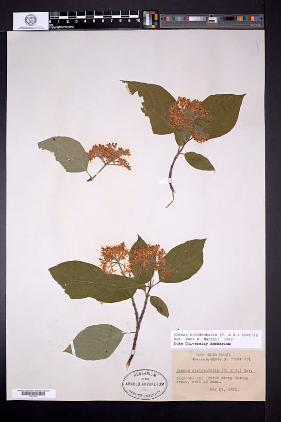 Cornus occidentalis image