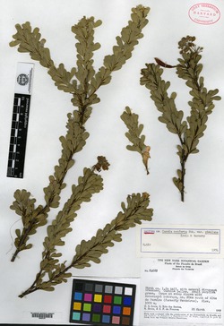 Cassia densiflora image