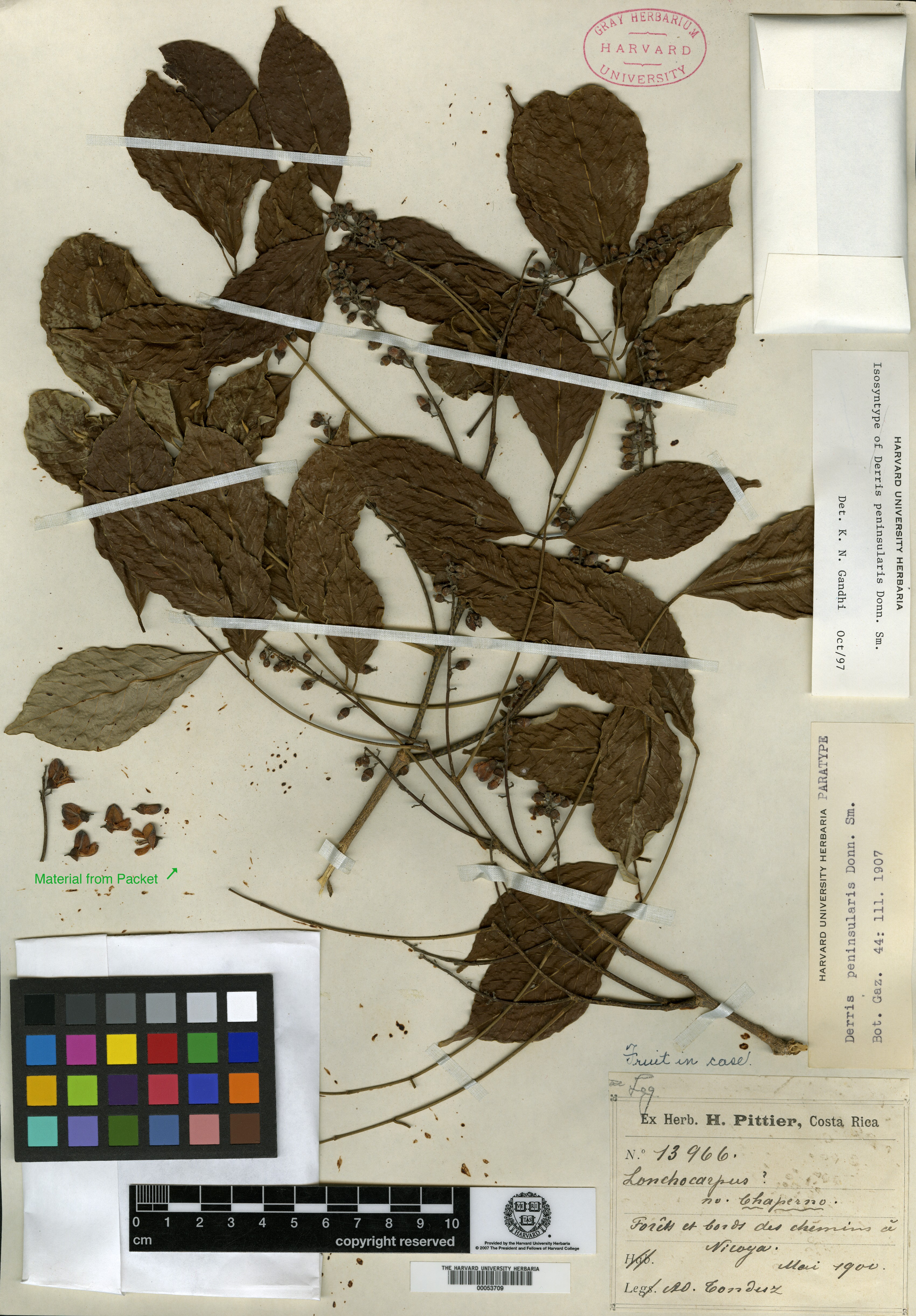 Lonchocarpus peninsularis image