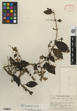 Mikania iquitosensis image