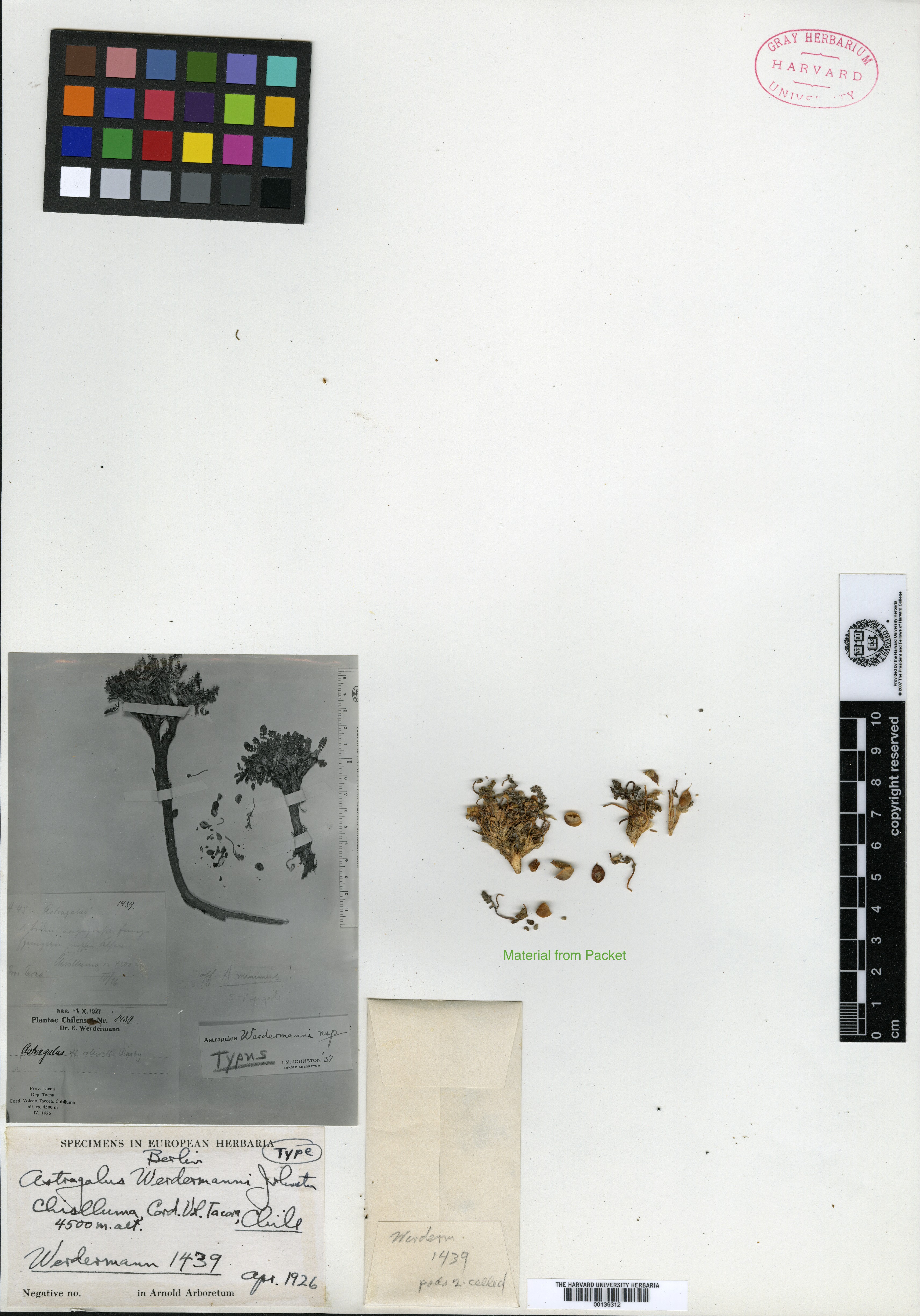 Astragalus zacharensis image