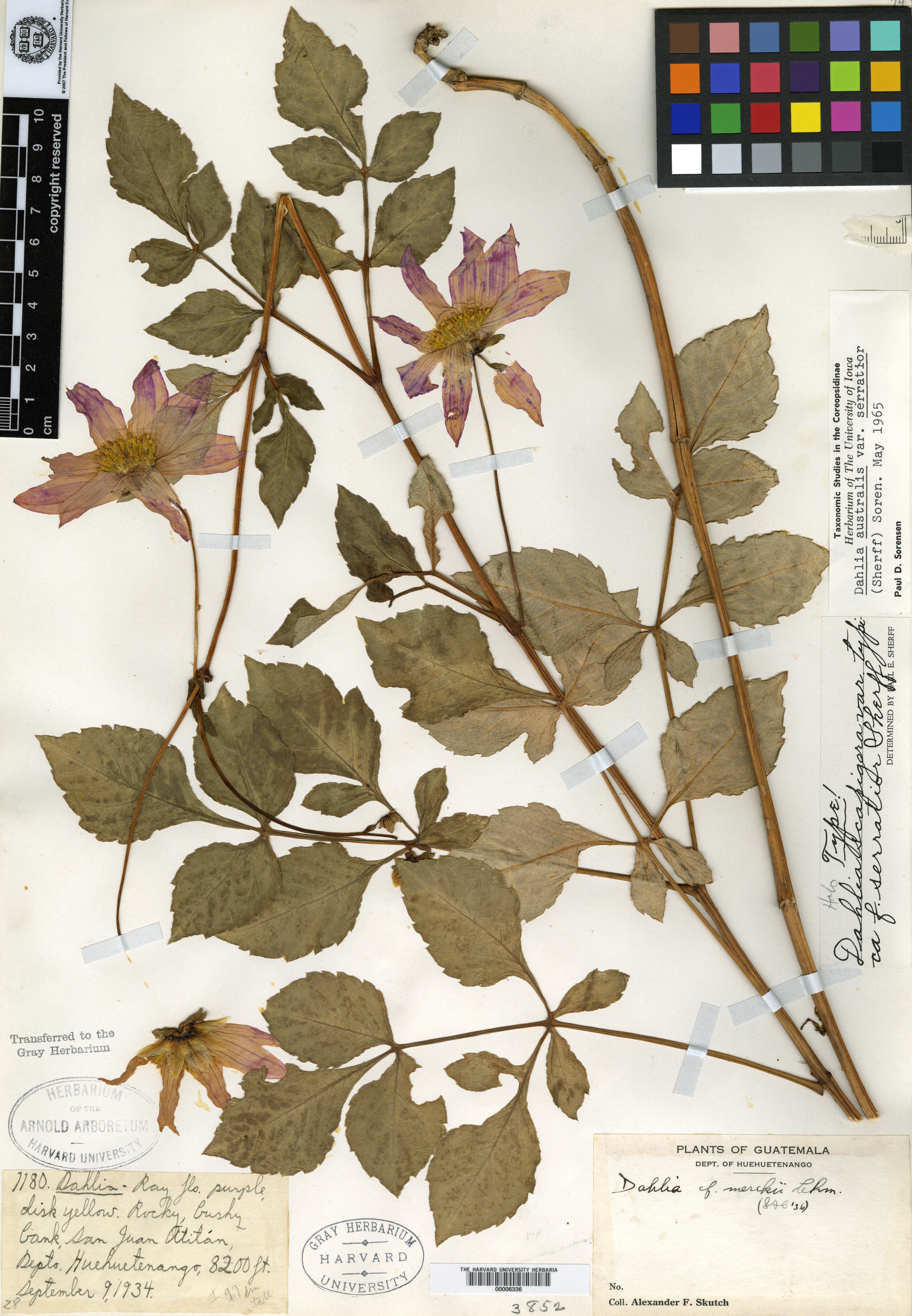 Dahlia scapigera f. serratior image