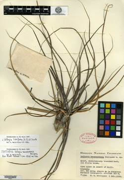Vellozia tubiflora image