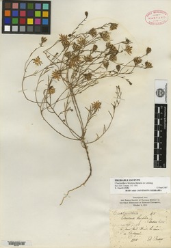 Chaetanthera linifolia image