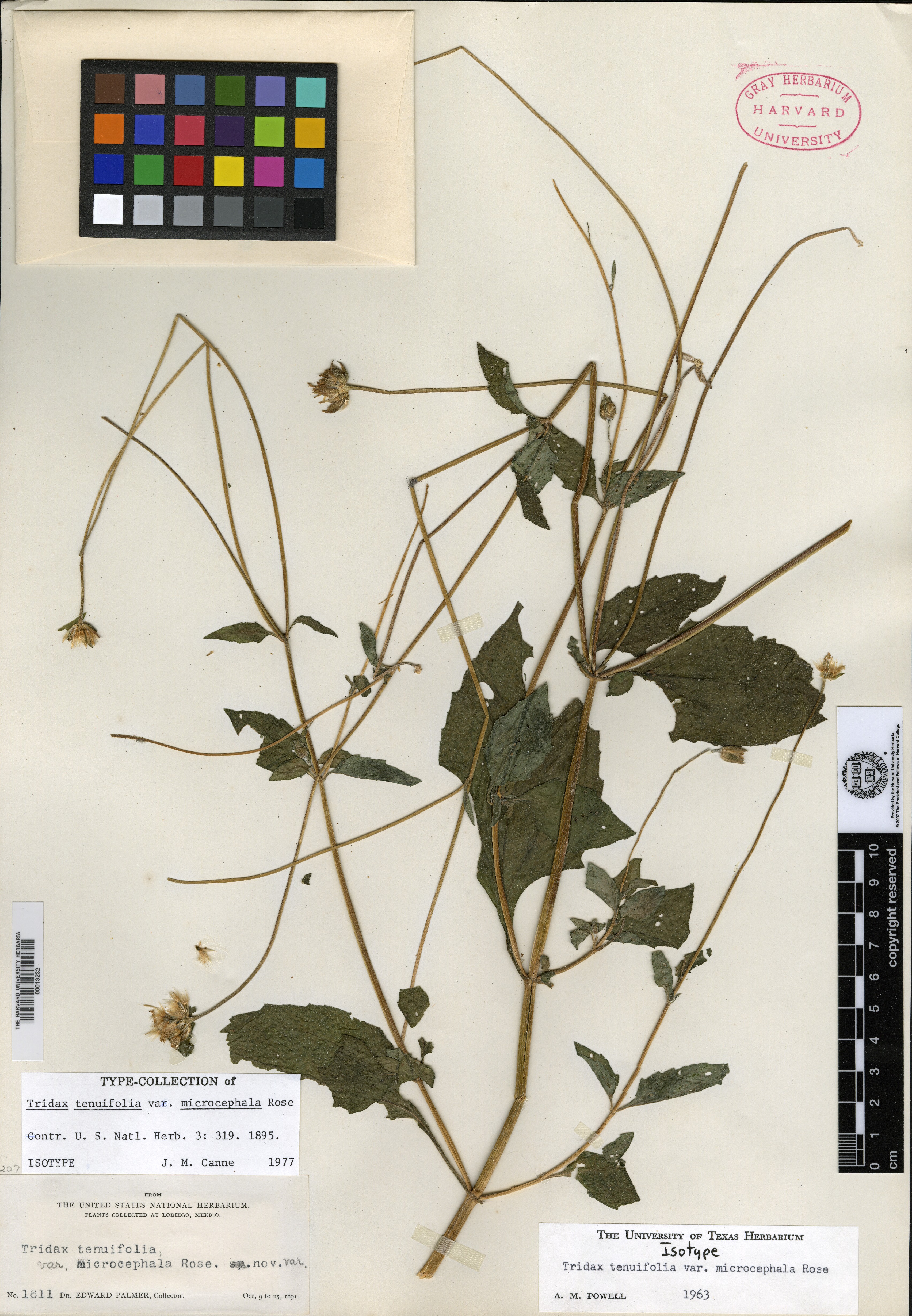 Tridax tenuifolia image