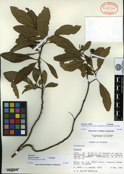 Solanum smithii image