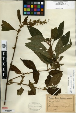 Salvia axilliflora image
