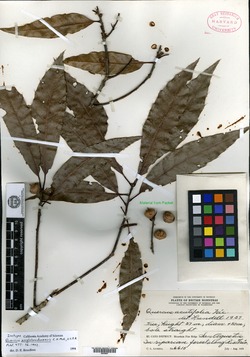 Quercus anglohondurensis image