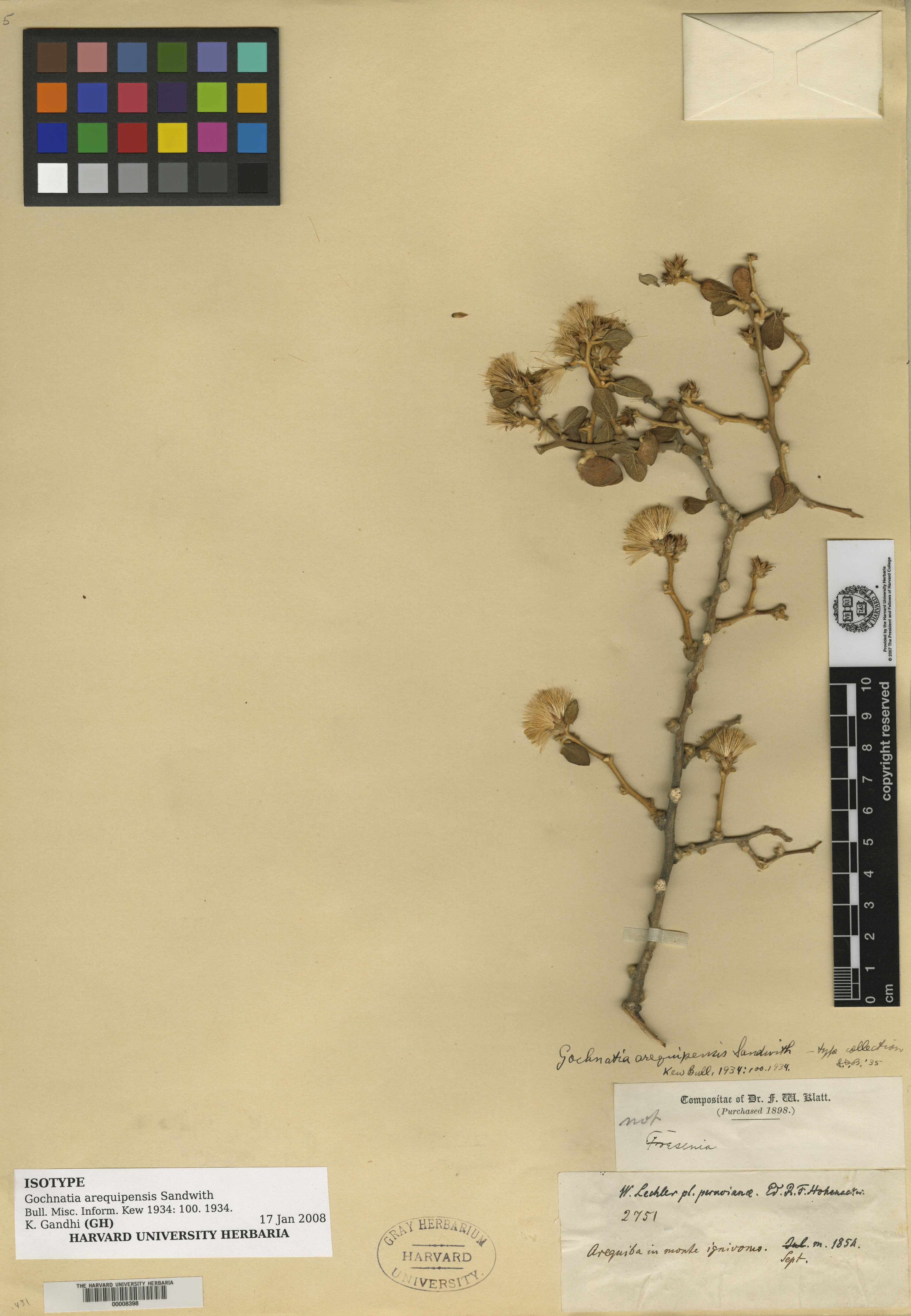 Gochnatia arequipensis image