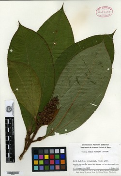 Trembleya parviflora image