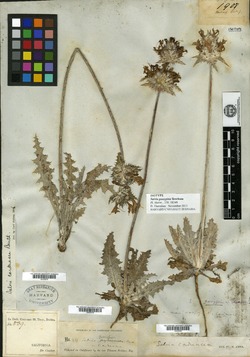 Salvia carduacea image