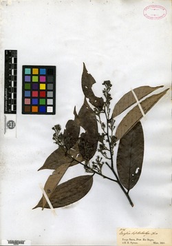 Couepia guianensis subsp. guianensis image