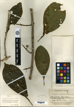 Aegiphila sylvatica image