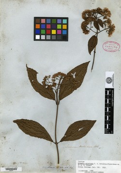 Mikania parviflora image