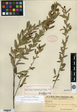 Rhynchosia caaguazuensis image