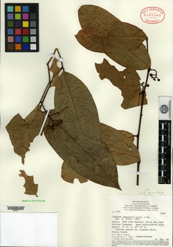 Capparis dasyphylla image