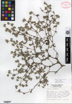 Tournefortia calycina image