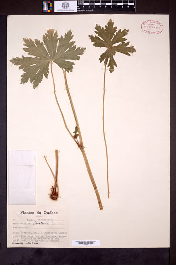 Geranium sylvaticum image