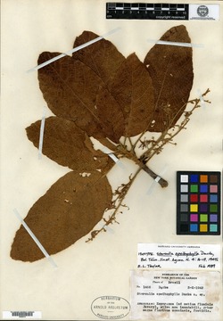 Sterculia apeibophylla image