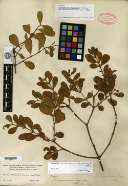 Phoradendron globuliferum image