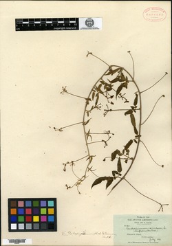 Cardiospermum galapageium image