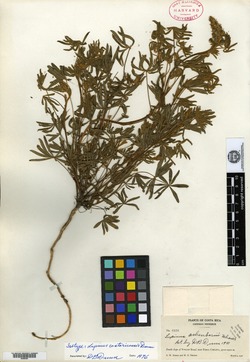 Lupinus costaricensis image