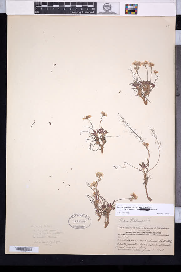 Braya humilis subsp. maccallae image