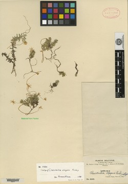 Chevreulia acuminata image