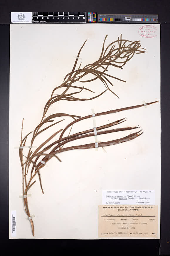 Chilopsis linearis subsp. arcuata image