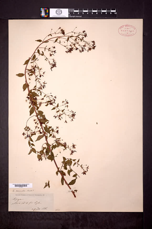 Lopezia coronata image