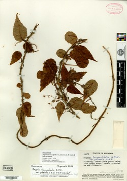 Begonia tropaeolifolia image