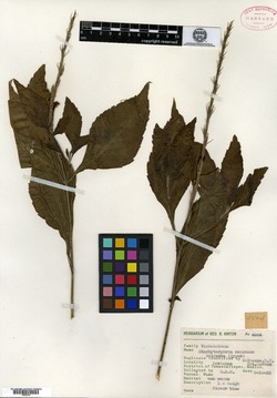 Stachytarpheta longiflora image