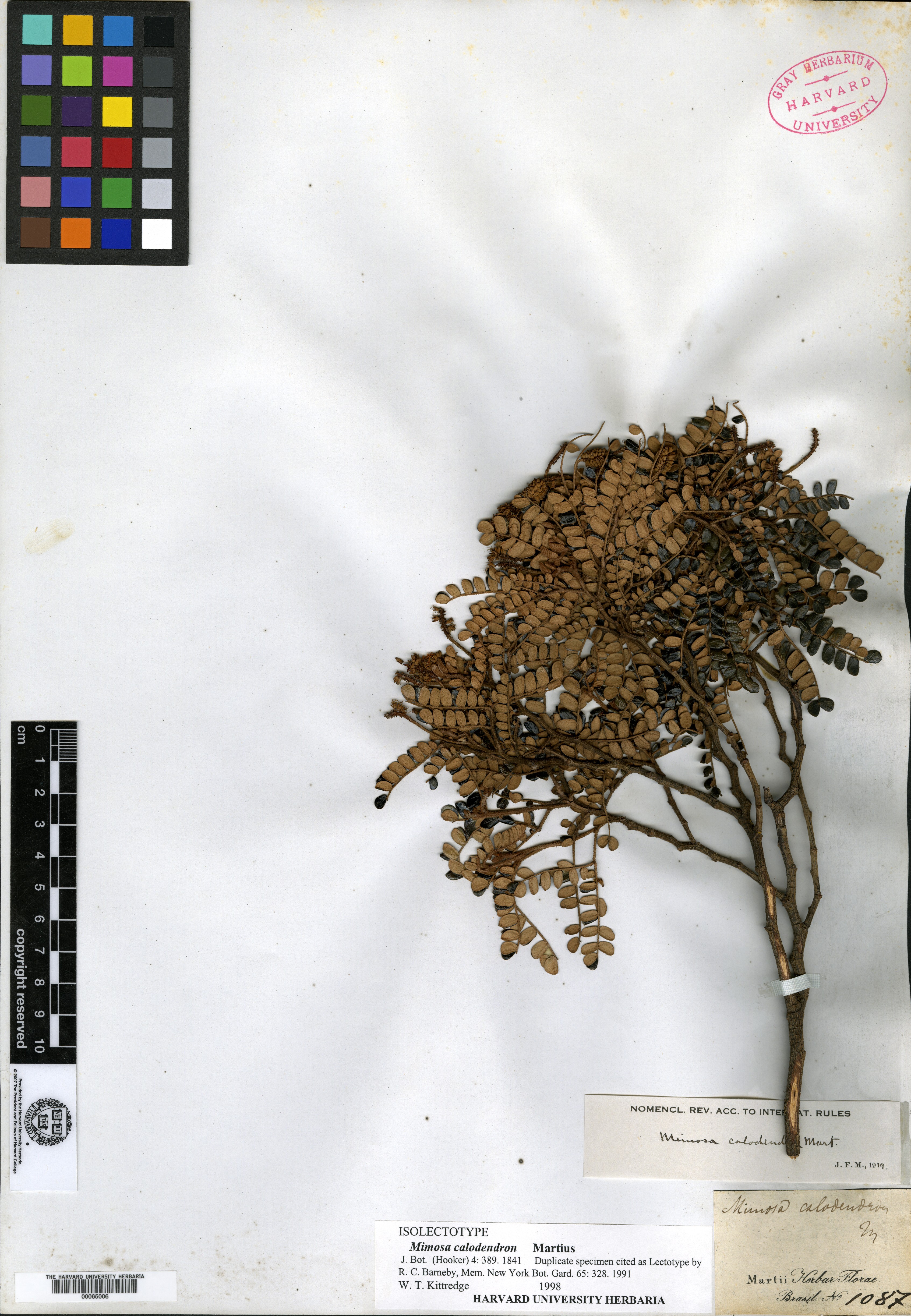 Mimosa acerba var. latifolia image