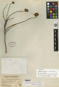 Helianthus viridior image