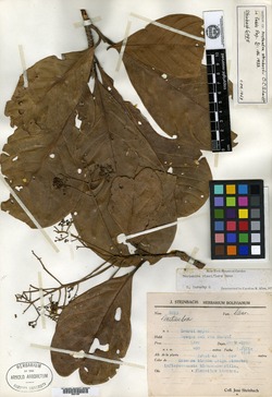 Nectandra steinbachii image