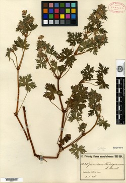 Geranium hystricinum image