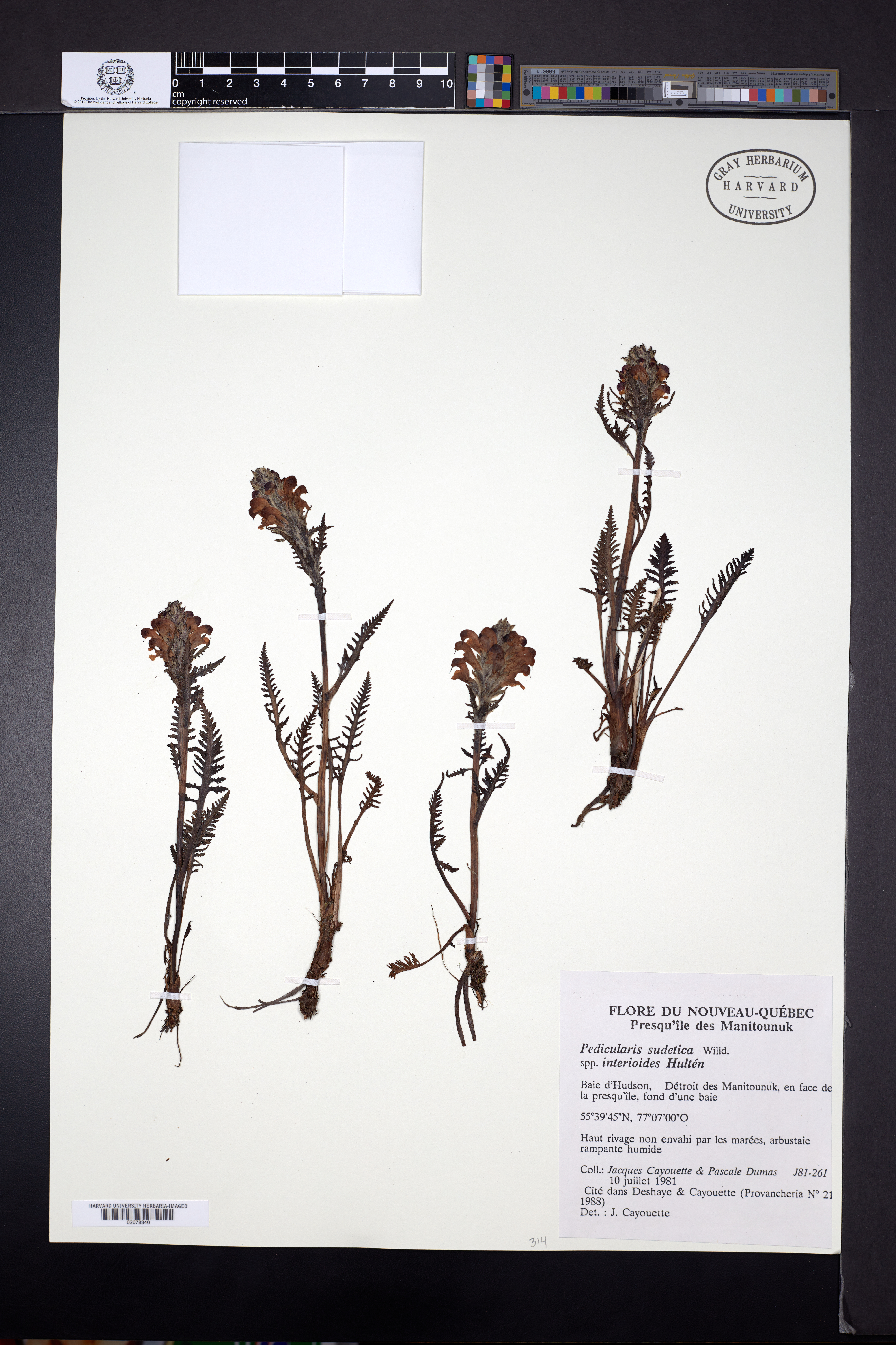 Pedicularis sudetica subsp. interior image