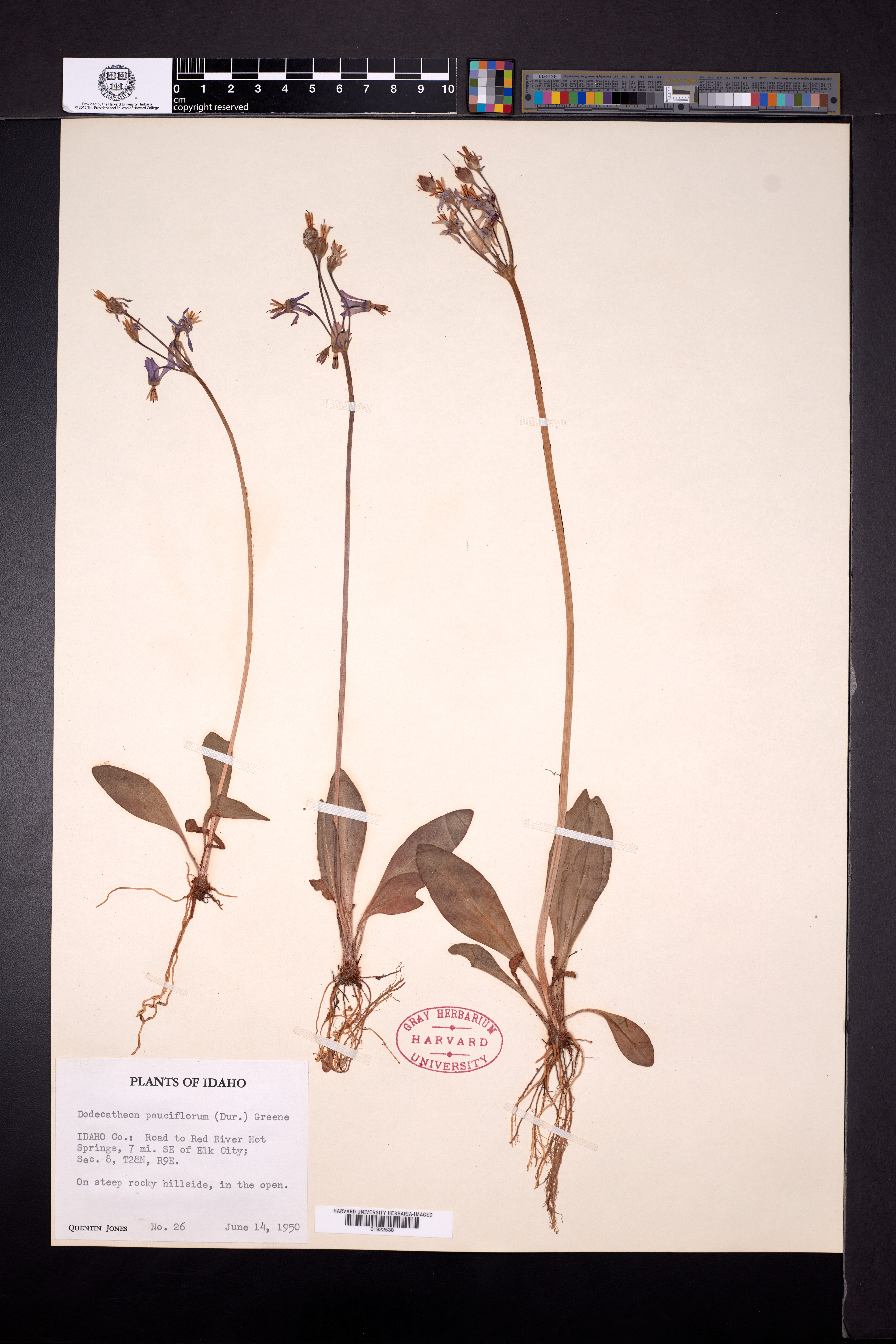 Dodecatheon pulchellum subsp. pulchellum image