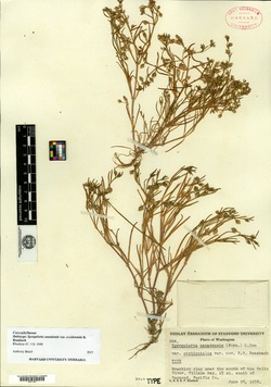Spergularia canadensis image