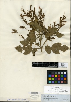 Salvia tiliaefolia image