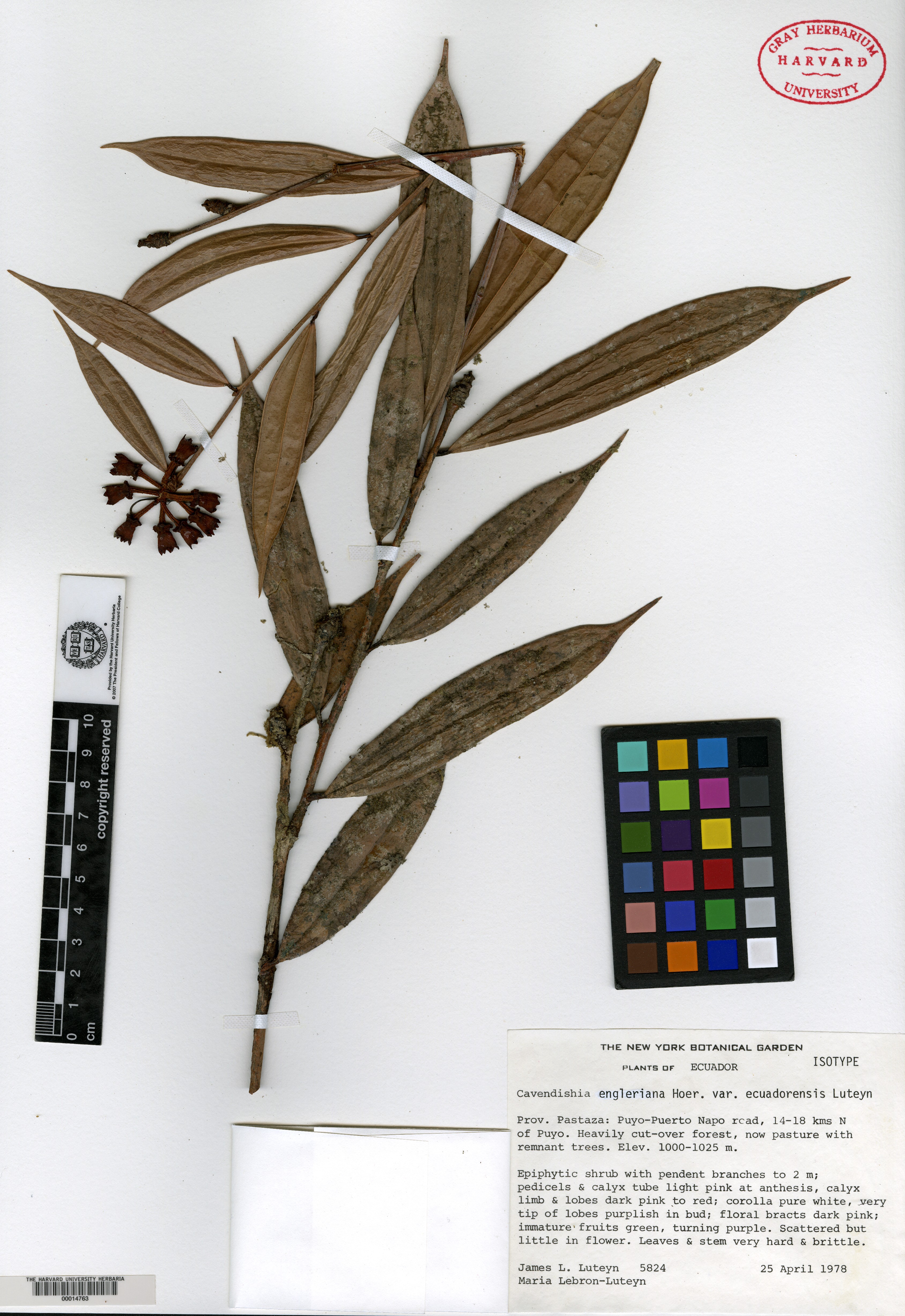 Cavendishia pedicellata image