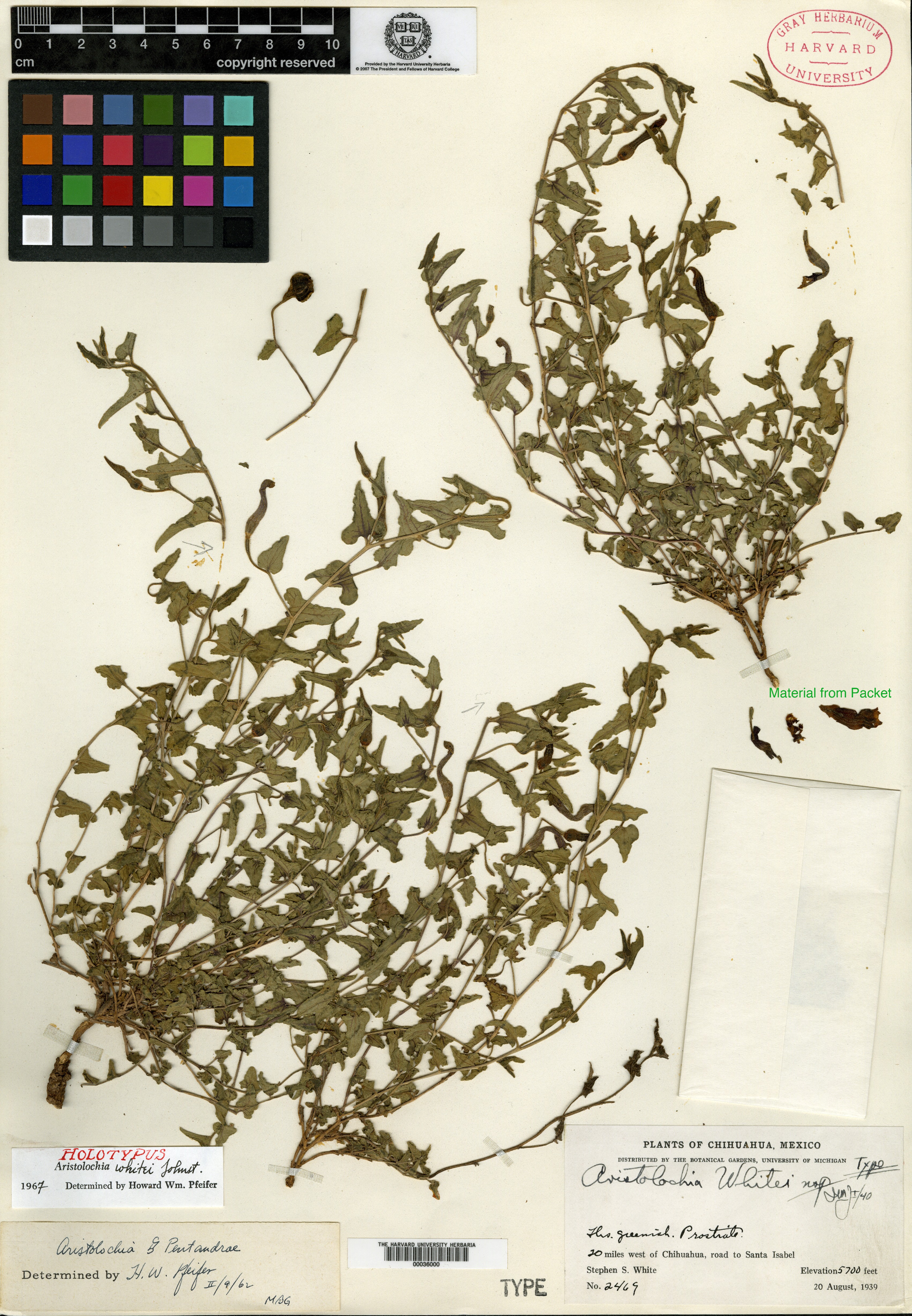 Aristolochia whitei image