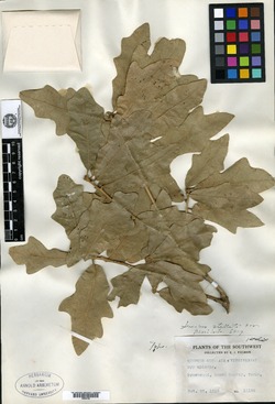 Quercus stellata var. parviloba image